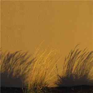 Porya Hatami - Shallow download free